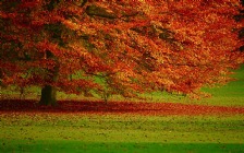 Autumn Tree, Leaves