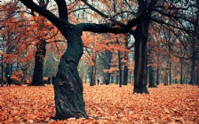 Autumn Trees, Leaves, Park