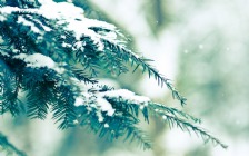 Snow on a Spruce Tree Branch, Macro