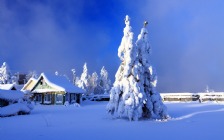 Snow on a Spruce Tree, Winter