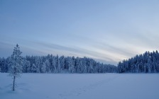 Winter, Snow, Trees