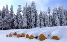 Winter, Snow, Trees, Cut Timber