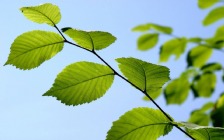 Green Leaves on a Branch