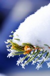 Winter, Snow on a Spruce Branch, Macro