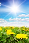 Spring Dandelions, Sun, Sky, Sunshine