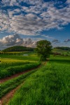 Green Field, HDR