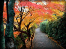 Autumn, Kyoto, Japan