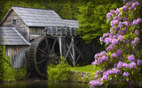 Watermill, Rhododendron