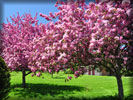 Spring Blooming Trees