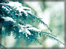 Snow on a Spruce Tree Branch, Macro