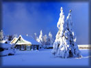 Snow on a Spruce Tree, Winter