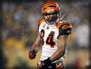 T. J. Houshmandzadeh, Cincinnati Bengals, NFL