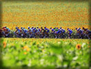 2010 Tour de France Race