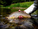 Fishing, Brown Trout